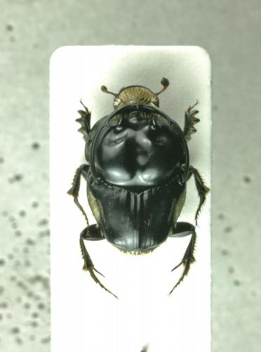 Réf. 154 757 : Proagoderus gerstaeckeri