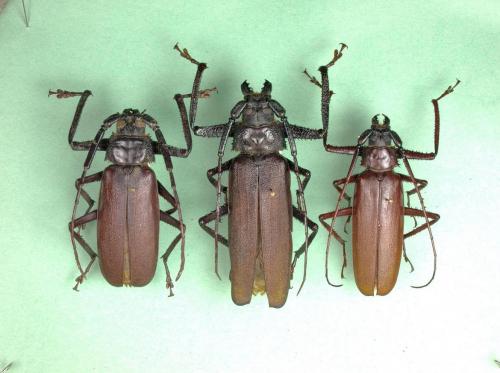 Réf. 154 754 : Macrotoma divers