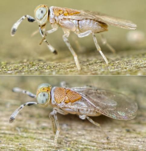 Metaphycus sp.