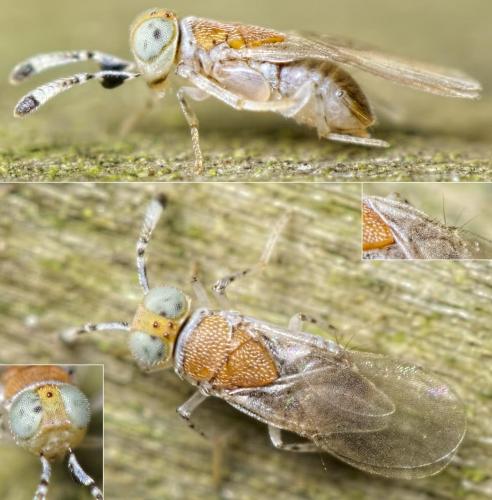 Metaphycus sp.