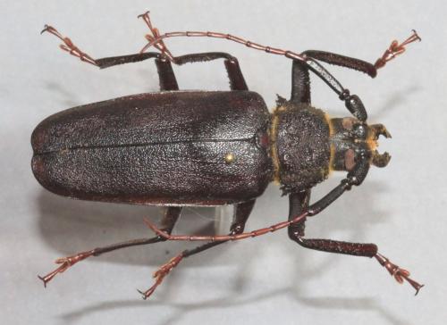Réf. 154 868 : Paramacrotoma dimidiaticornis