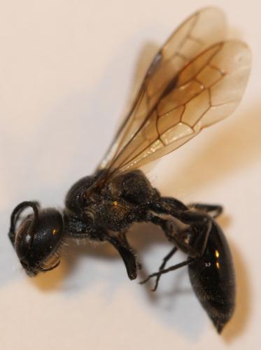 Pemphredon lugubris