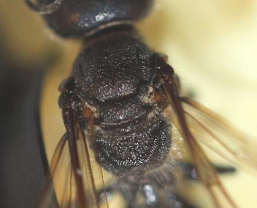 Pemphredon lugubris