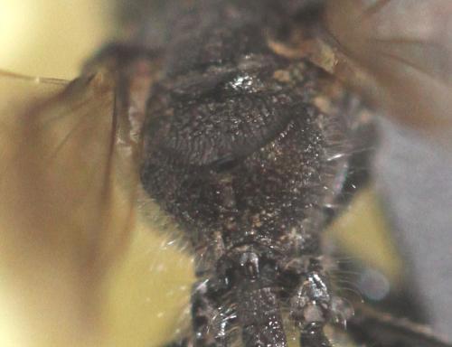 Pemphredon lugubris