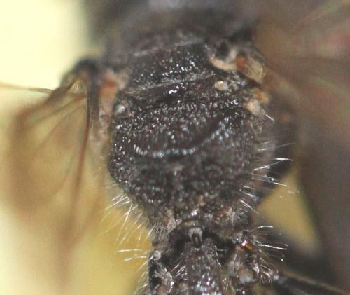Pemphredon lugubris