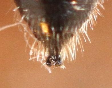 Pemphredon lugubris
