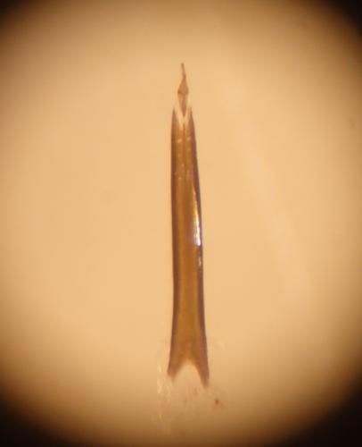 Anelasmocephalus cambridgei