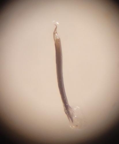 Anelasmocephalus cambridgei
