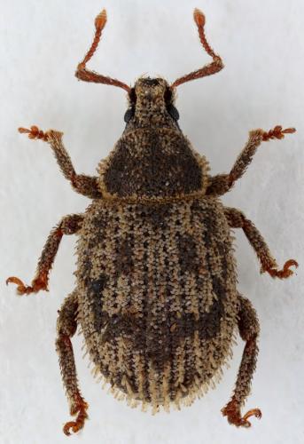 Réf. 154 589 : Caenopsis waltoni