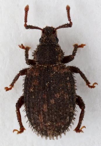 Réf. 154 590 : Cathormiocerus aristatus