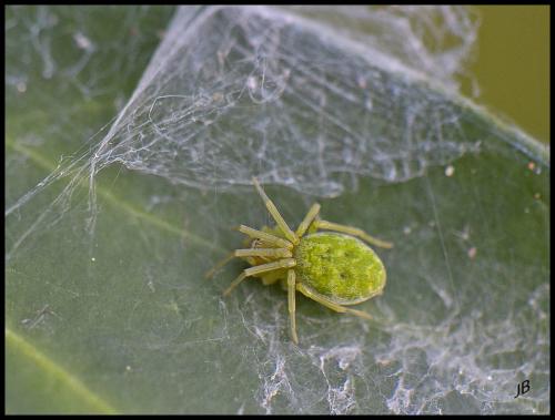 Nigma walckenaeri