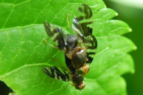 Philophylla caesio