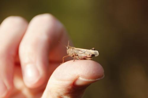 Aiolopus strepens