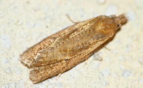 Réf. 154 001 : Phtheochroa inopiana