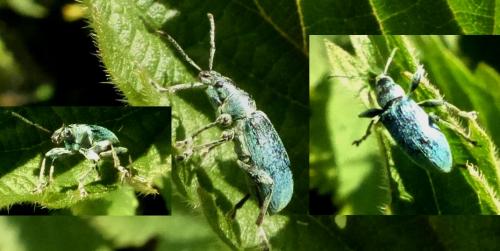 Phyllobius pomaceus