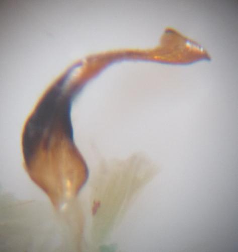 Phytocoris pilifer