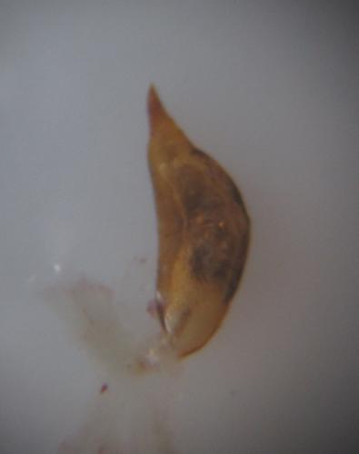 Phytocoris pilifer