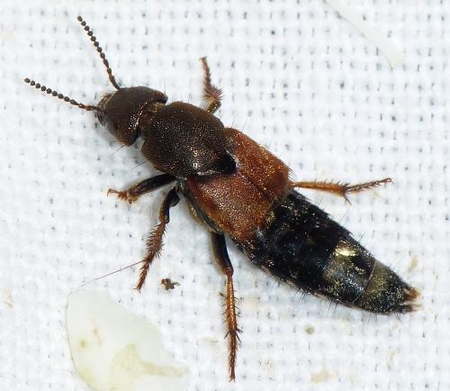 Platydracus chalcocephalus