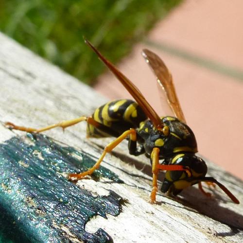 Polistes dominula