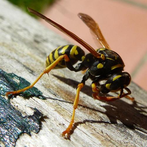 Polistes dominula