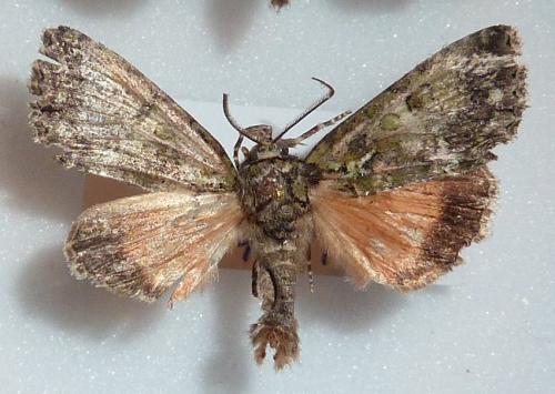 Réf. 154 669 : Polyphaenis sericata