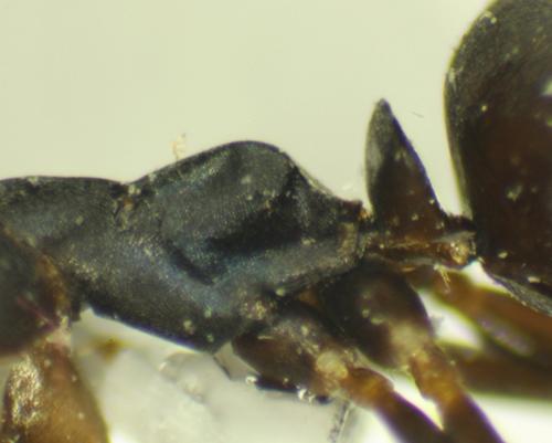 Réf. 154 636 : Formica lemani