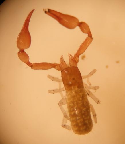Roncus lubricus