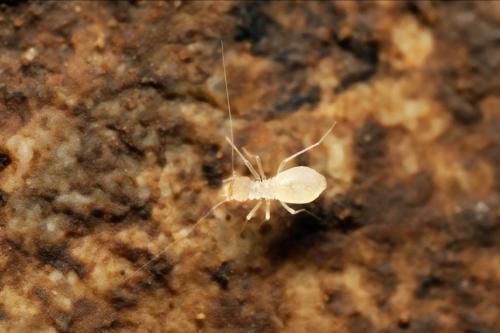 Réf. 154 696 : Psyllipsocus ramburii