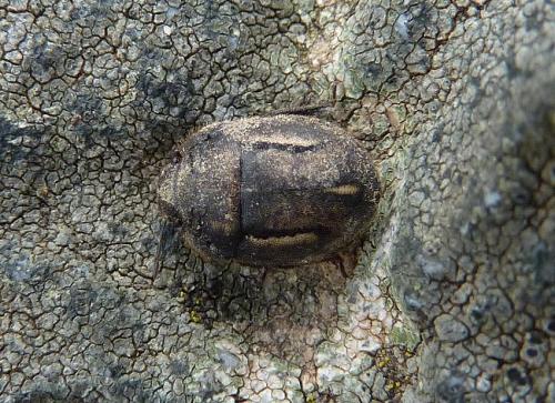 Réf. 154 728 : Odontoscelis fuliginosa