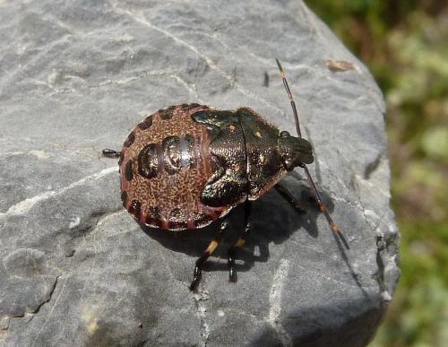Picromerus bidens