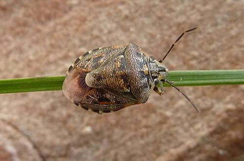 Réf. 154 631 : Holcogaster fibulata