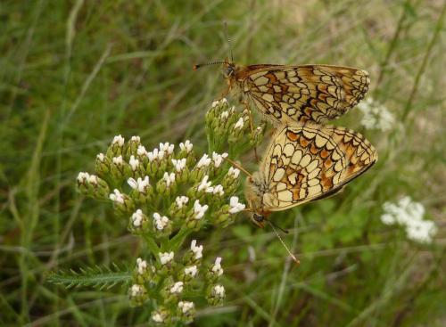 Melitaea sp.