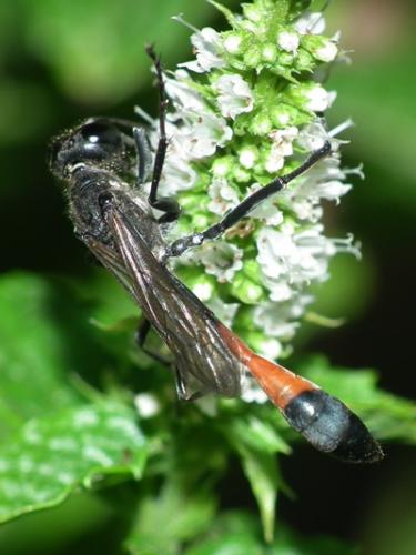 Ammophila sabulosa