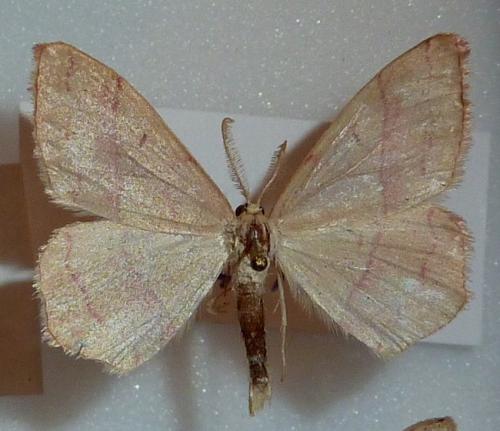 Réf. 154 697 : Rhodostrophia vibicaria