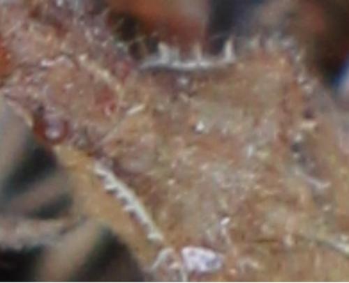 Coriomeris affinis