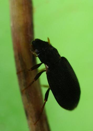 Hydraena carbonaria
