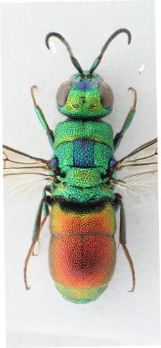 Réf. 154 964 : Chrysis marginata
