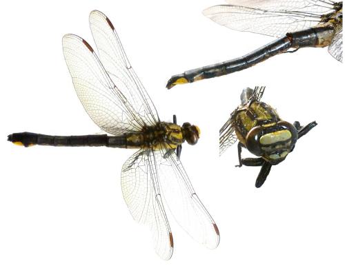 Gomphus vulgatissimus