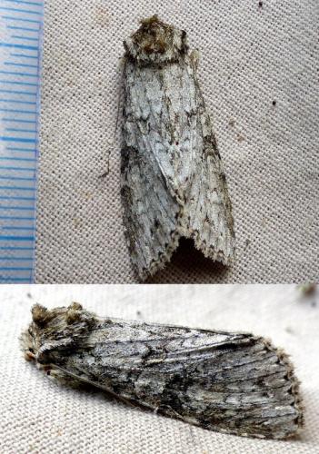 Polia nebulosa