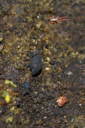 Réf. 154 929 : Sminthurinus niger