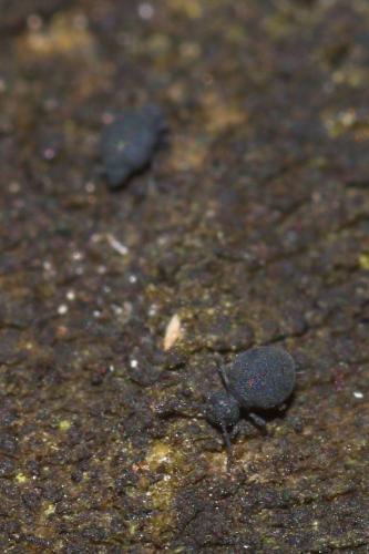 Réf. 154 930 : Sminthurinus niger
