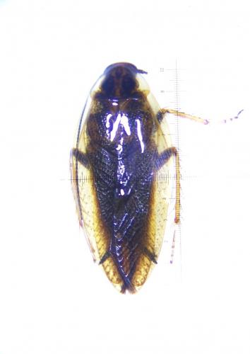 Ectobius lapponicus