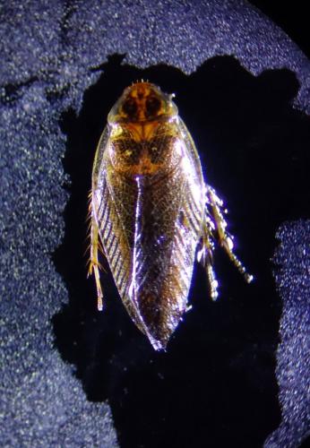 Ectobius lapponicus