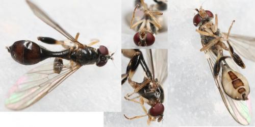Sphegina sp.