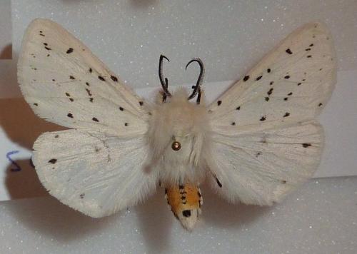 Spilosoma lubricipeda