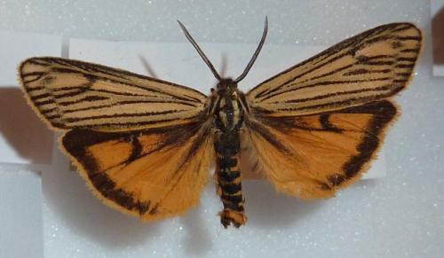 Réf. 154 646 : Coscinia striata