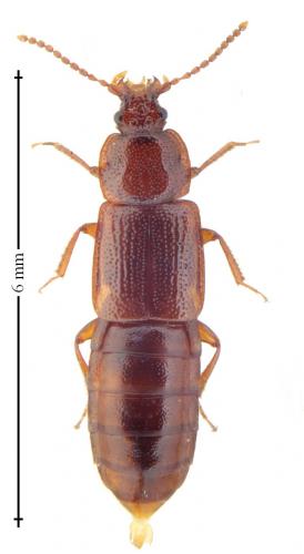 Acidota cruentata