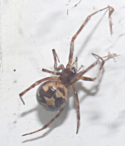 Steatoda triangulosa