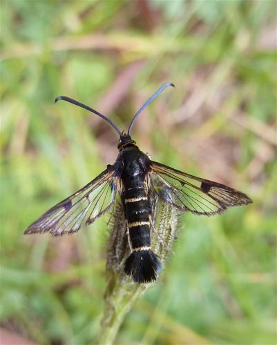 Synanthedon sp.