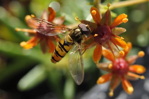 Episyrphus balteatus